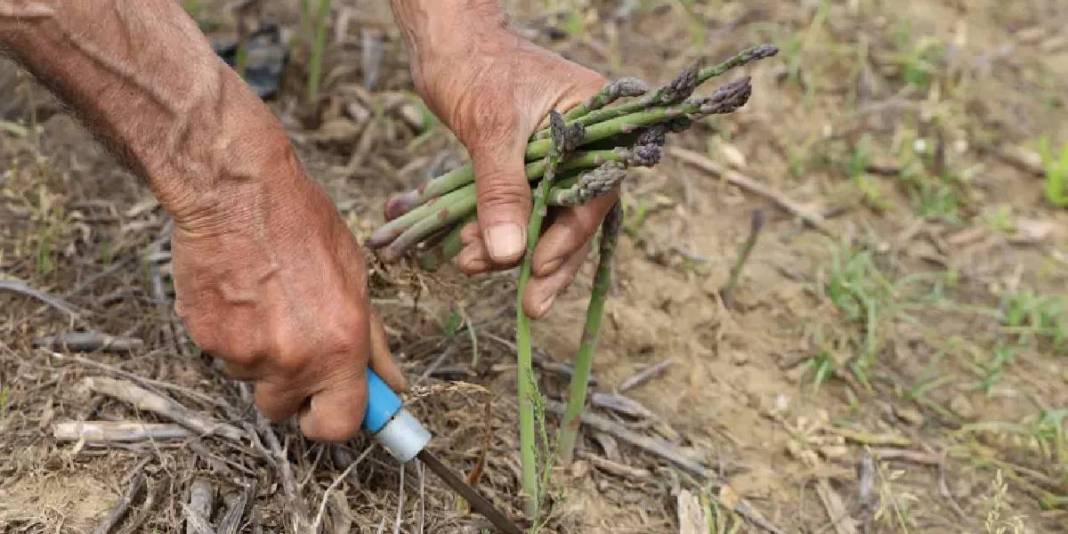 Dönümden 10 ton ürün alınıyor: Yoğun talepli ürün 3 ay boyunca hasat ediliyor 3